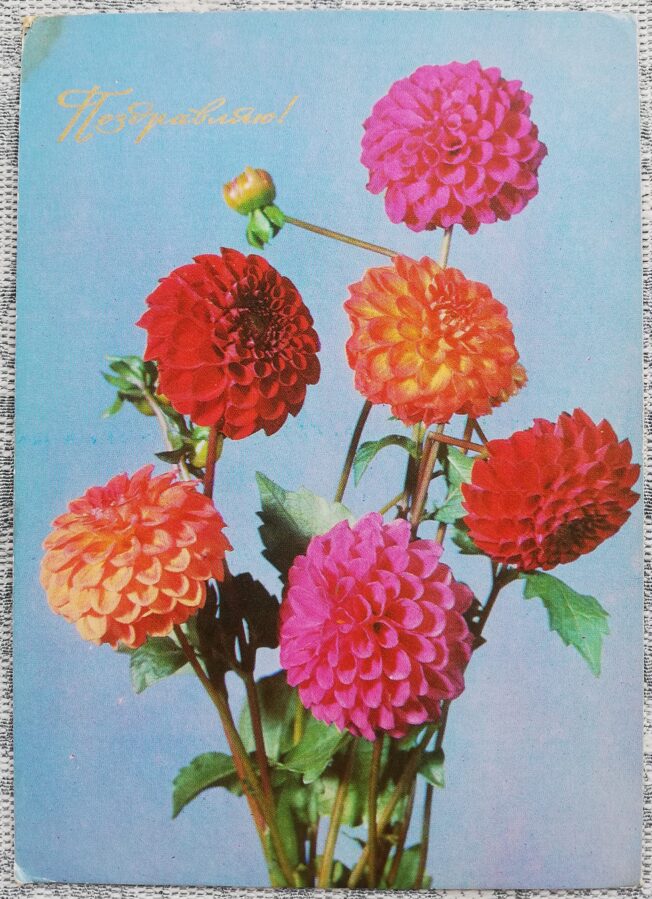 Congratulations 1974 Dahlias 10.5x15 cm USSR postcard  