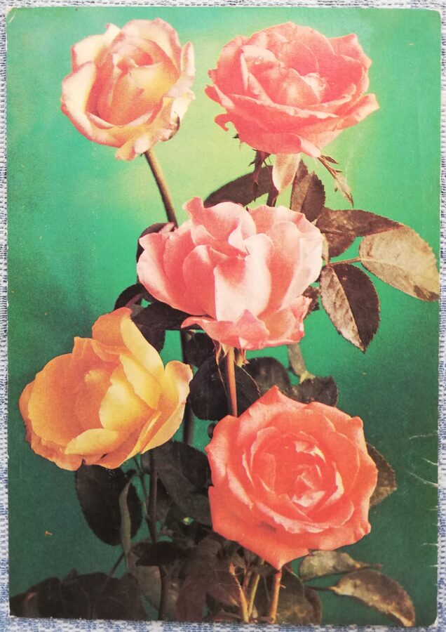 1982 Rozā rozes 10,5x15 cm ziedi  
