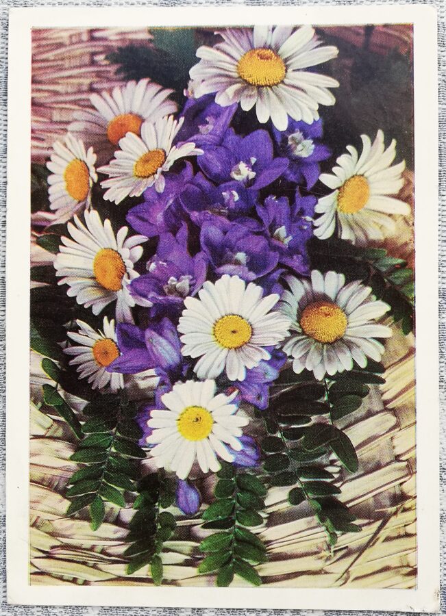 1980 Margrietiņas 10,5x15 cm ziedi  