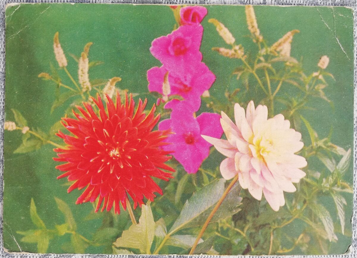 1970 Gladiolas un dālijas 15x10,5 cm ziedi pastkarte PSRS  