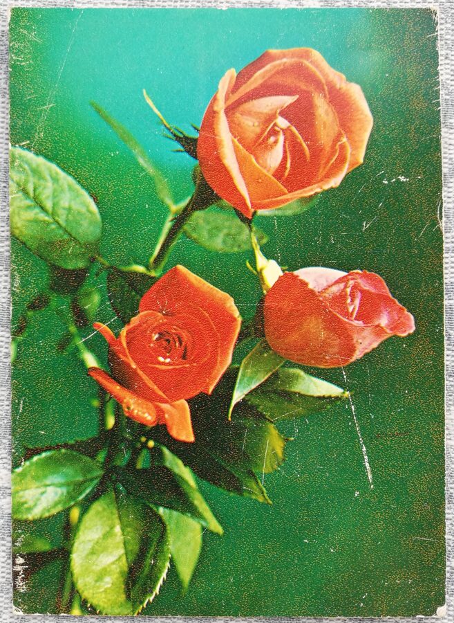 1985 Sarkanas rozes 10,5x15 cm ziedi pastkarte PSRS  