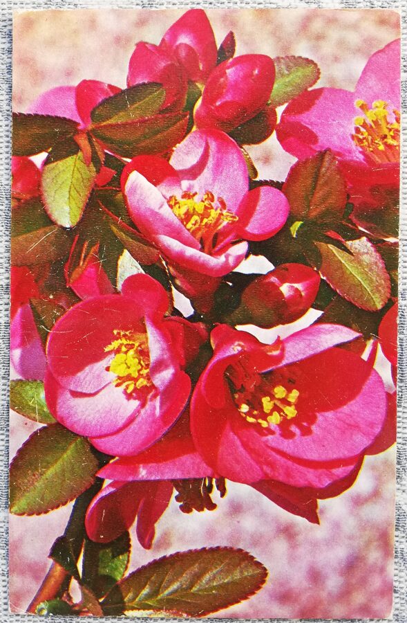 1976 Mandeļu zars 9x14 cm ziedi PSRS pastkarte  