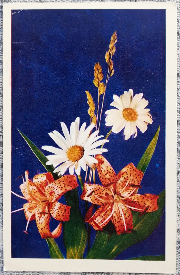 1975 Margrietiņas un lilijas 9x14 cm ziedi pastkarte PSRS  