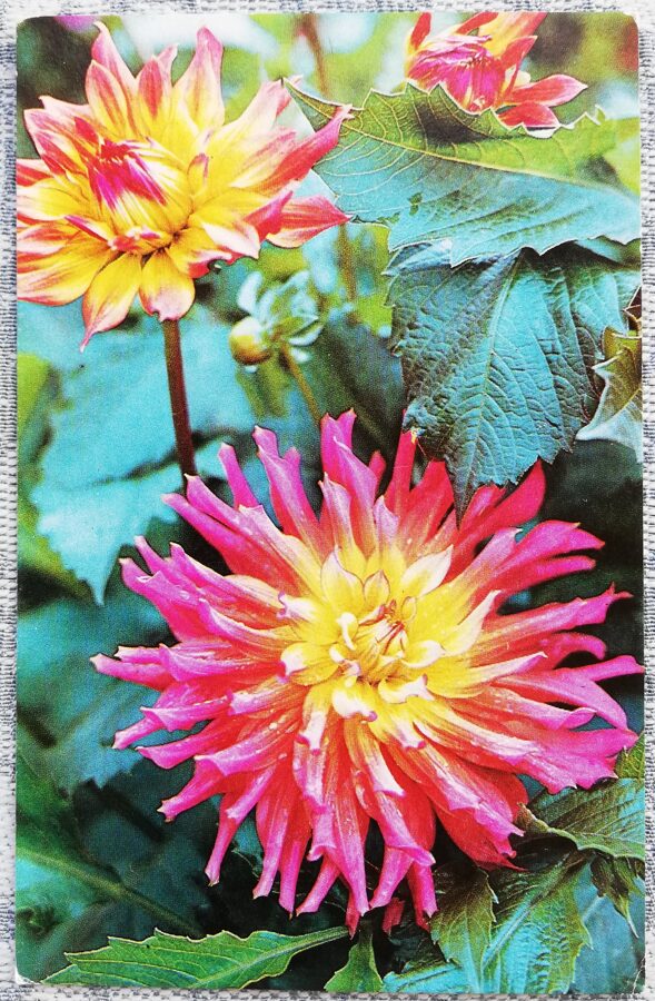 1976 Dālijas 9x14 cm ziedi pastkarte PSRS  