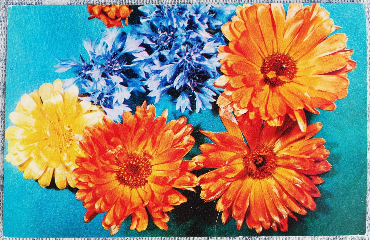 1976 Kliņģerīte un rudzupuķes 14x9 cm ziedi PSRS pastkarte  