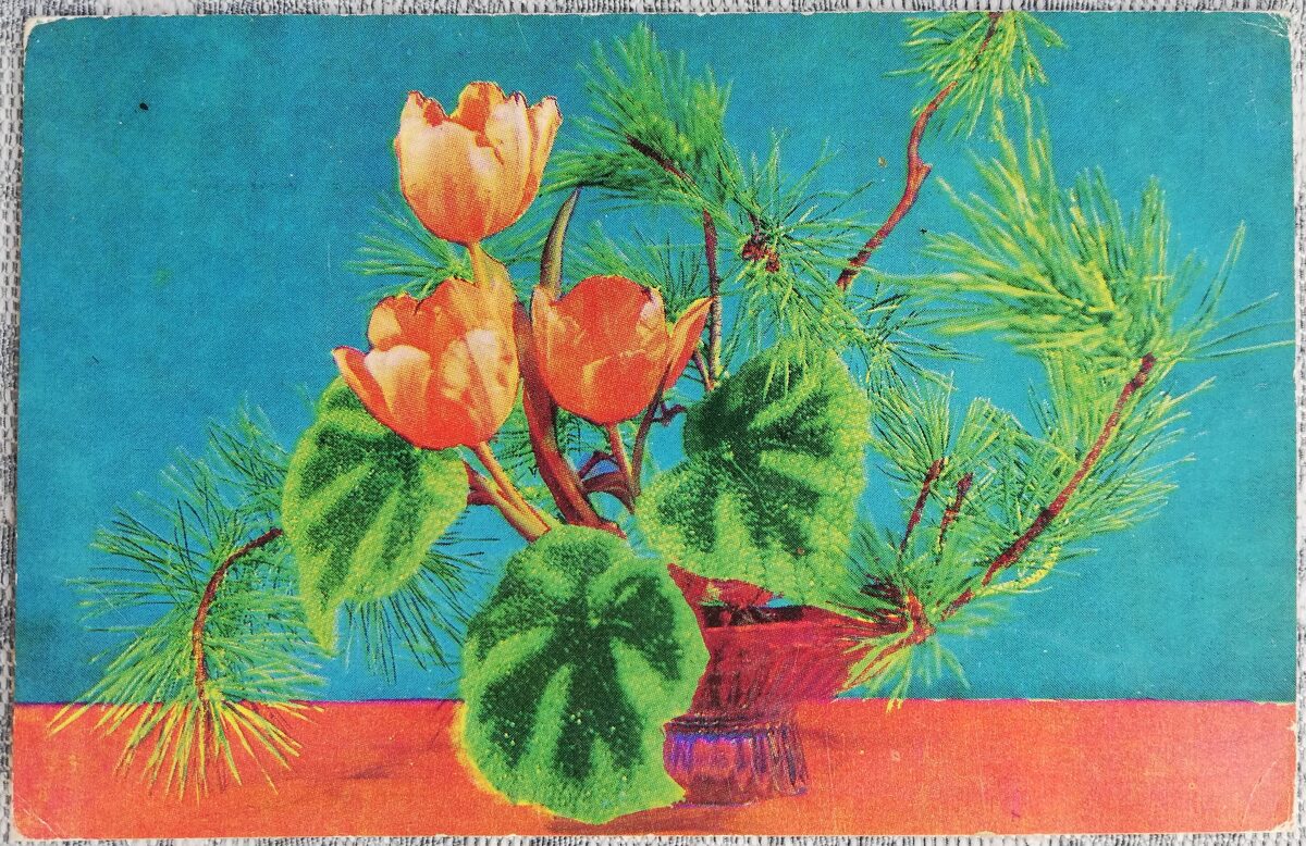 1969 Tulpes ziemas pušķī 14x9 cm ziedi PSRS pastkarte  