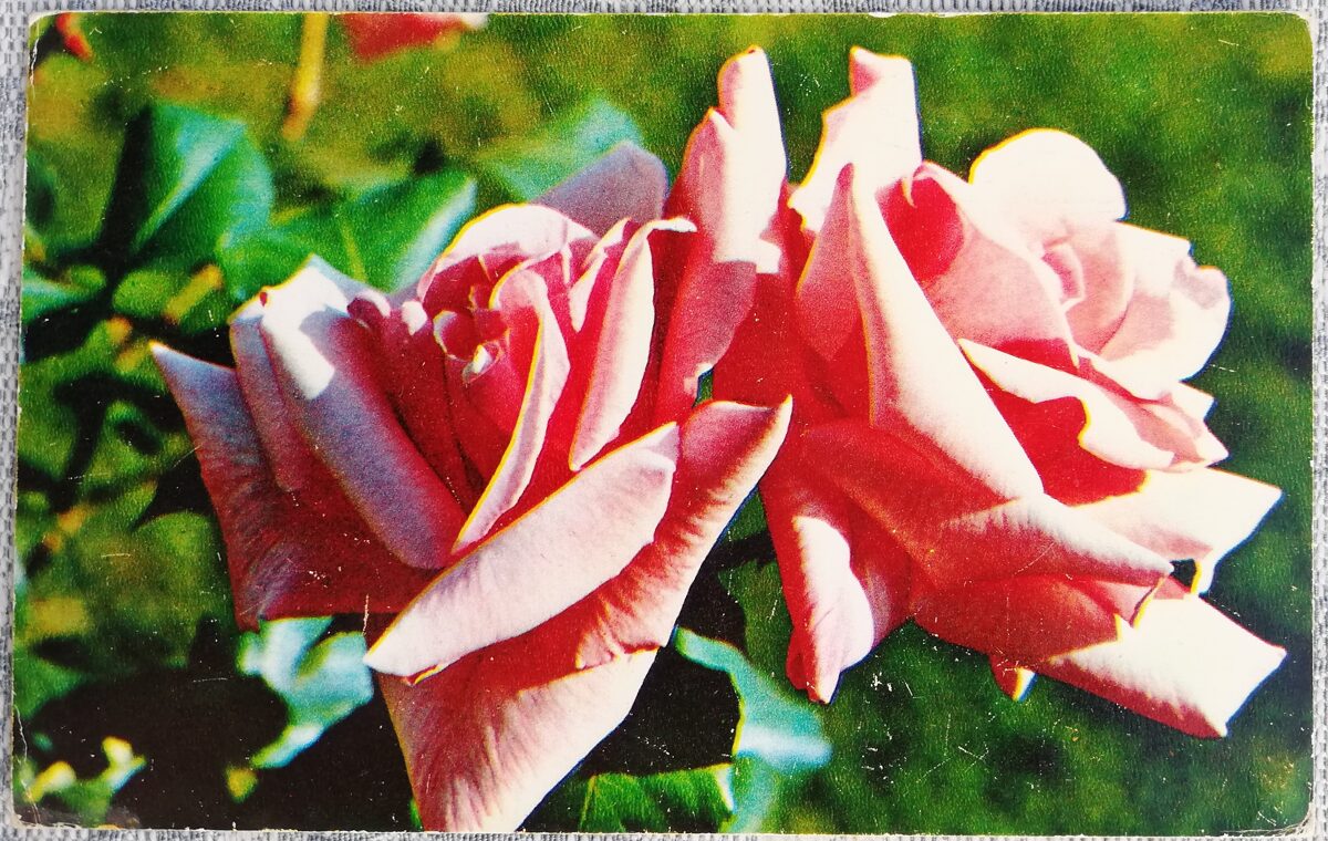 1973 Roze Prezidents Macia 14x9 cm ziedu pastkarte PSRS  