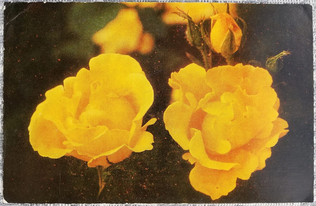 1974 Dzeltenas rozes 14x9 cm ziedi pastkarte PSRS  