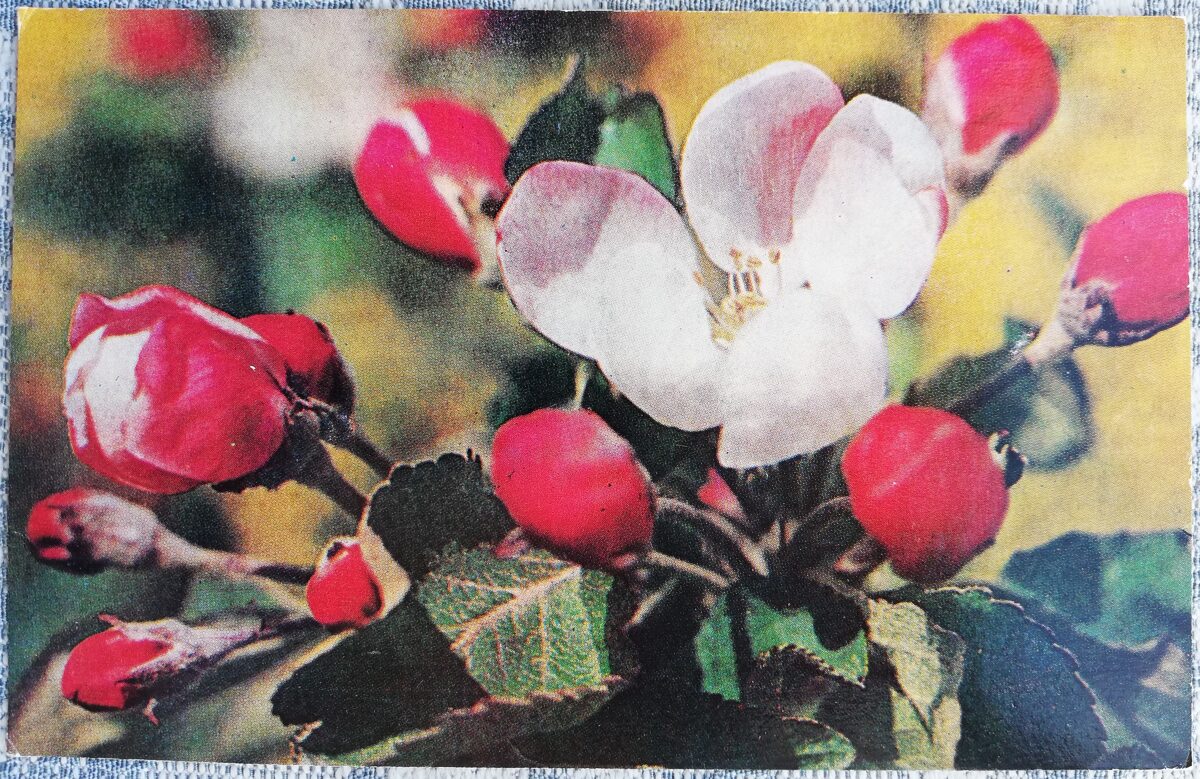 Mežrozīte 1978 Ziedi 14x9 cm Latvijas pastkarte   