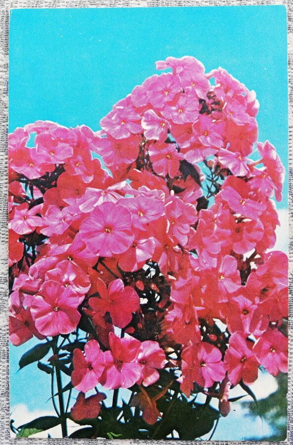Floksis "Salūts" 1977 Ziedi 9x14 cm PSRS pastkarte   