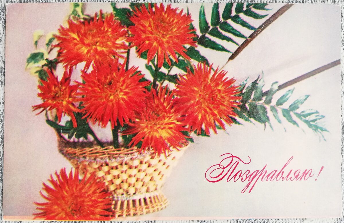 Congratulations 1973 Red Asters 14x9 cm USSR postcard  