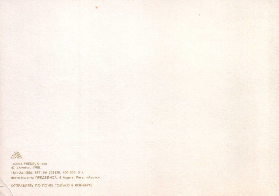 «8 марта» 1988 поздравительная открытка СССР Гвоздика «Avots» 15x10,5 см