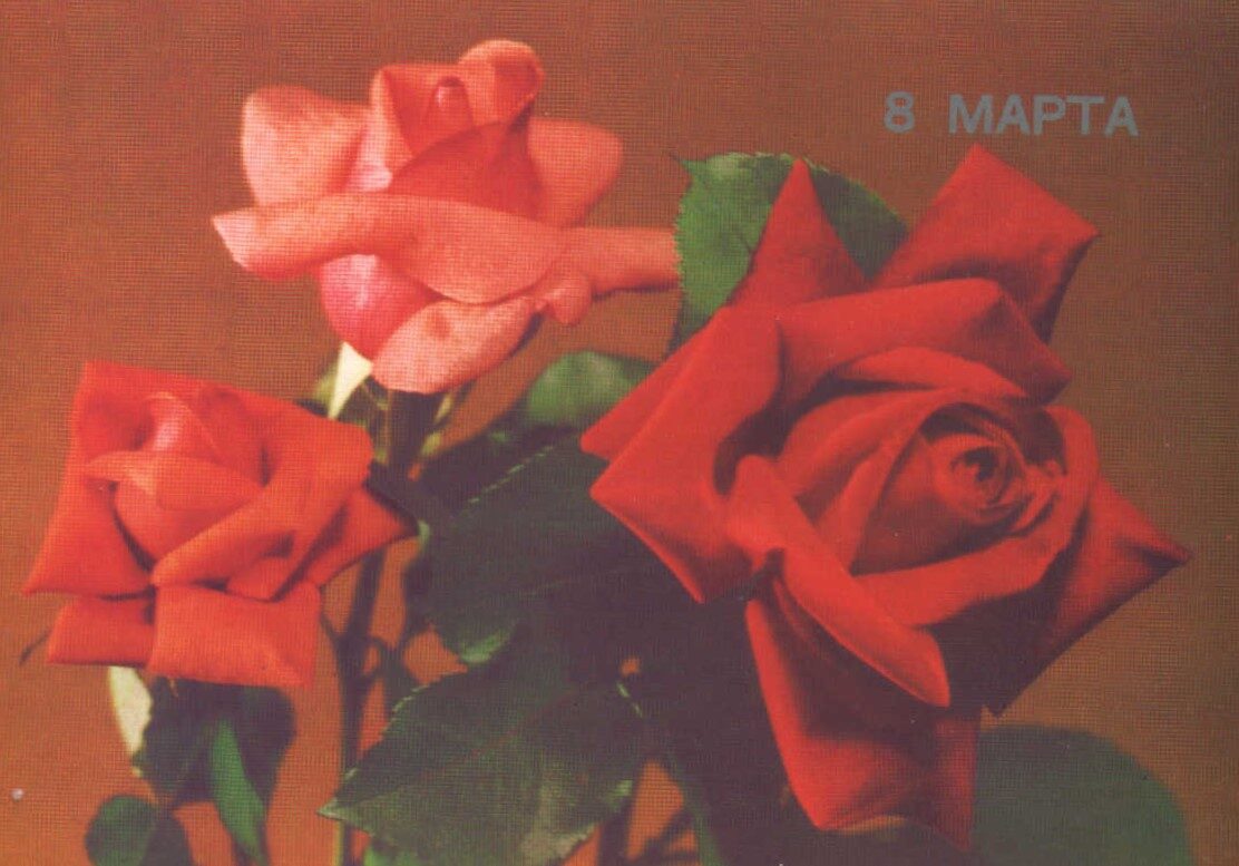 Поздравительная открытка 1989 «8 марта» Красные розы 15x10,5 см 