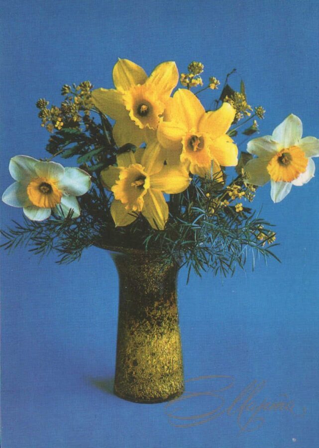 «8 марта» 1982 поздравительная открытка СССР Жёлтые нарциссы 10,5x15 см  