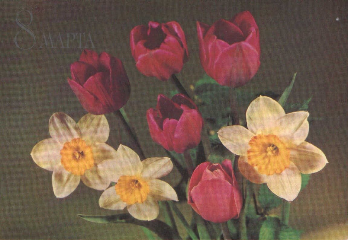 Поздравительная открытка 1982 «8 марта» Тюльпаны с нарциссами 15x10,5 см 