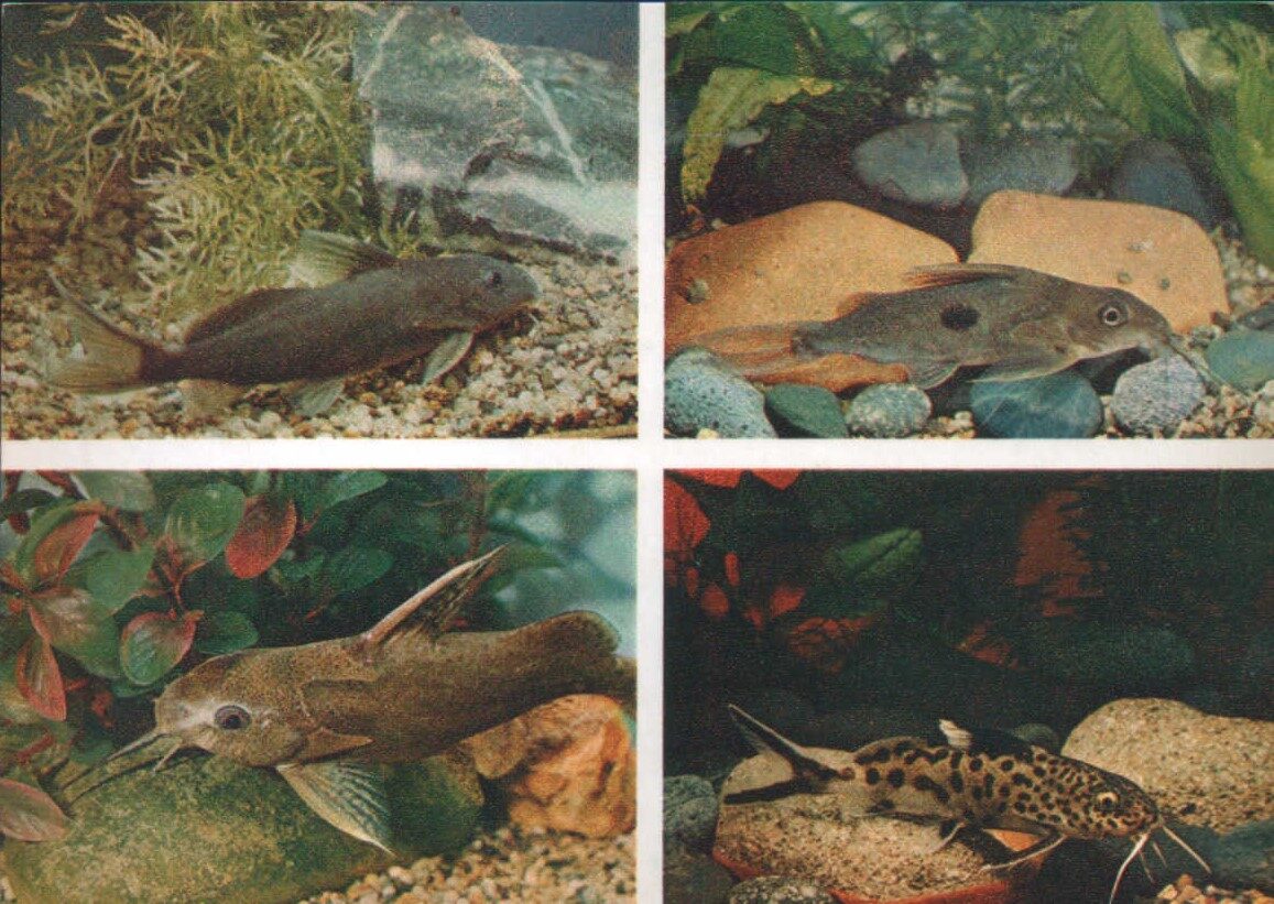 Pastkarte akvārija zivtiņas. Gambijas, pelēks, leoparda sinodonts. Alberta Siodontis. 1984. gada 15x10,5 cm 