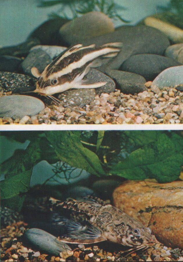 Pastkarte akvārija zivtiņas. Platydoras costatus. Amblydoras hancocki. 1984. gada 10,5x15 cm 