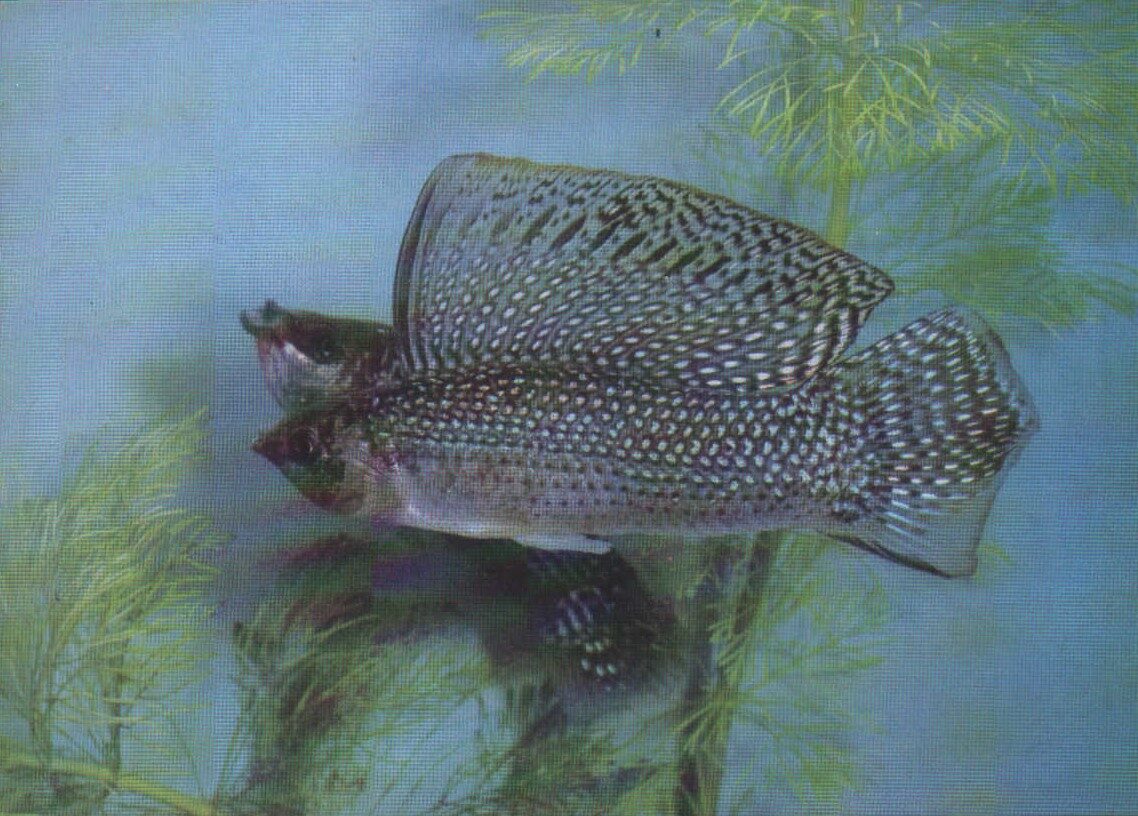 Pastkarte akvārija zivtiņas. Poecilia velifera. (13) 1989. gada 15x10,5 cm 