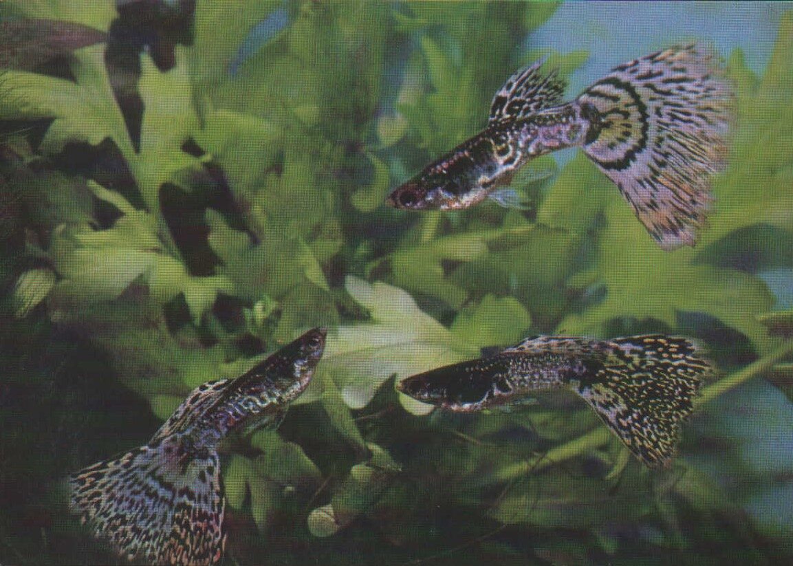 Pastkarte akvārija zivtiņas. Poecilia reticulata. (7) 1989. gada 15x10,5 cm