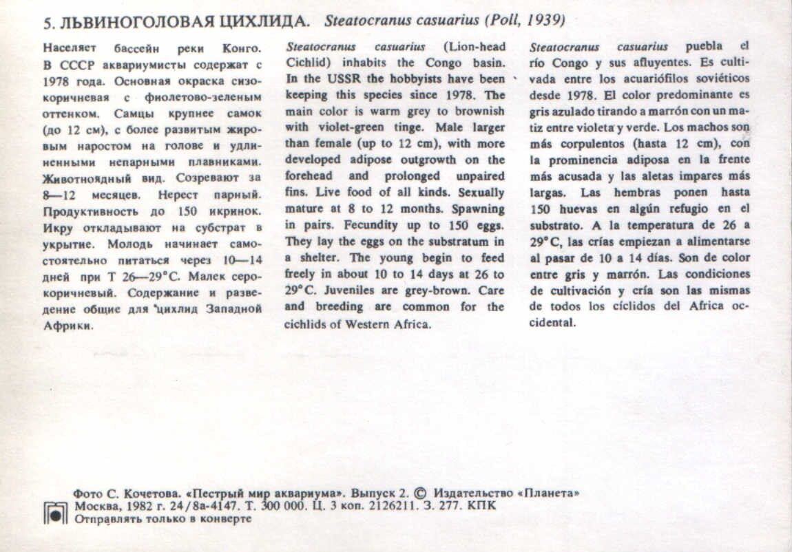 Pastkarte akvārija zivtiņas. Steatocranus casuarius. 1982. gada 15x10,5 cm