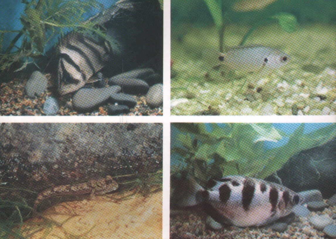 Pastkarte akvārija zivtiņas. Datnioides microlepis. Anabas testudineus. Periophthalmus barbarus. 1985. gada 15x10,5 cm   
