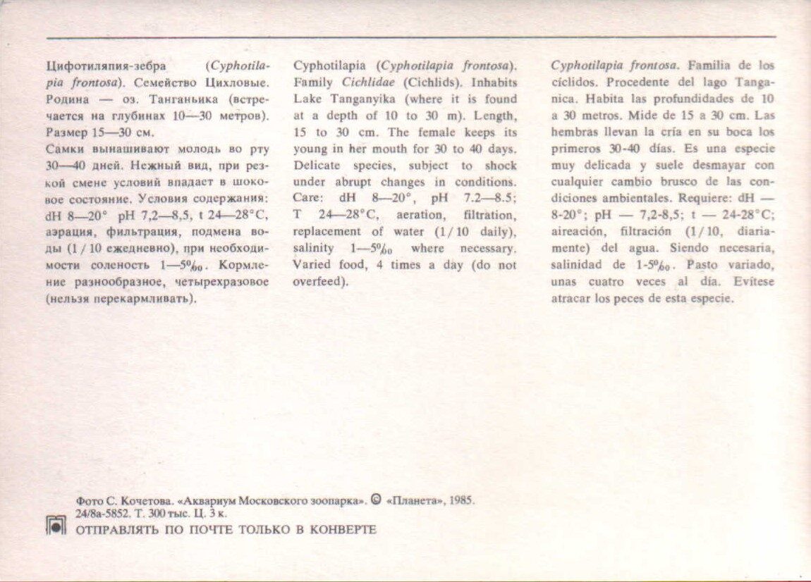 Pastkarte akvārija zivtiņas. Cyphotilapia frontosa. 1985. gada 15x10,5 cm  