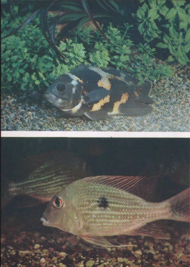 Pastkarte akvārija zivtiņas. Astronotus ocellatus. Geophagus surinamensis. 1985. gada 10,5x15 cm 