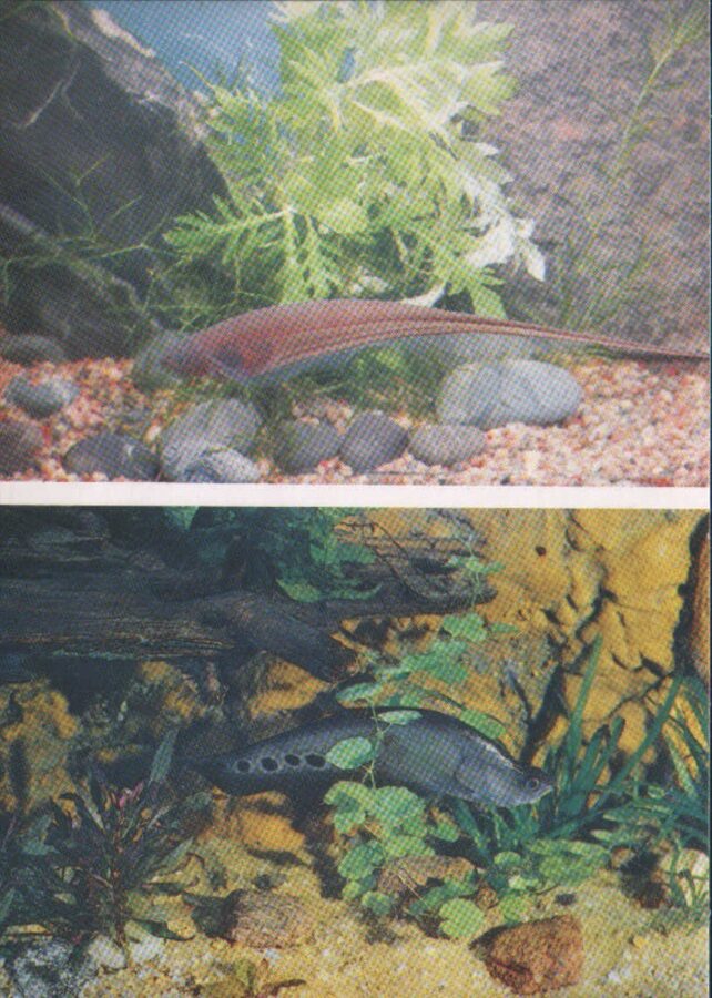Pastkarte akvārija zivtiņas. Eigenmannia virescens. Notopterus chitala. 1985. gada 10,5x15 cm 