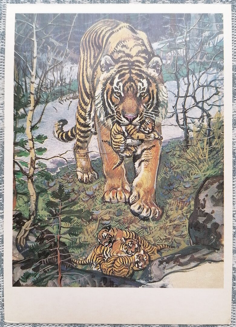 Amur tiger 1984 Red Book of the USSR 10.5x15 cm postcard  