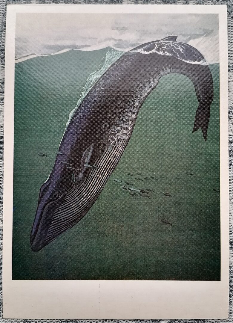 Blue whale 1984 Red Book of the USSR 10.5x15 cm postcard  