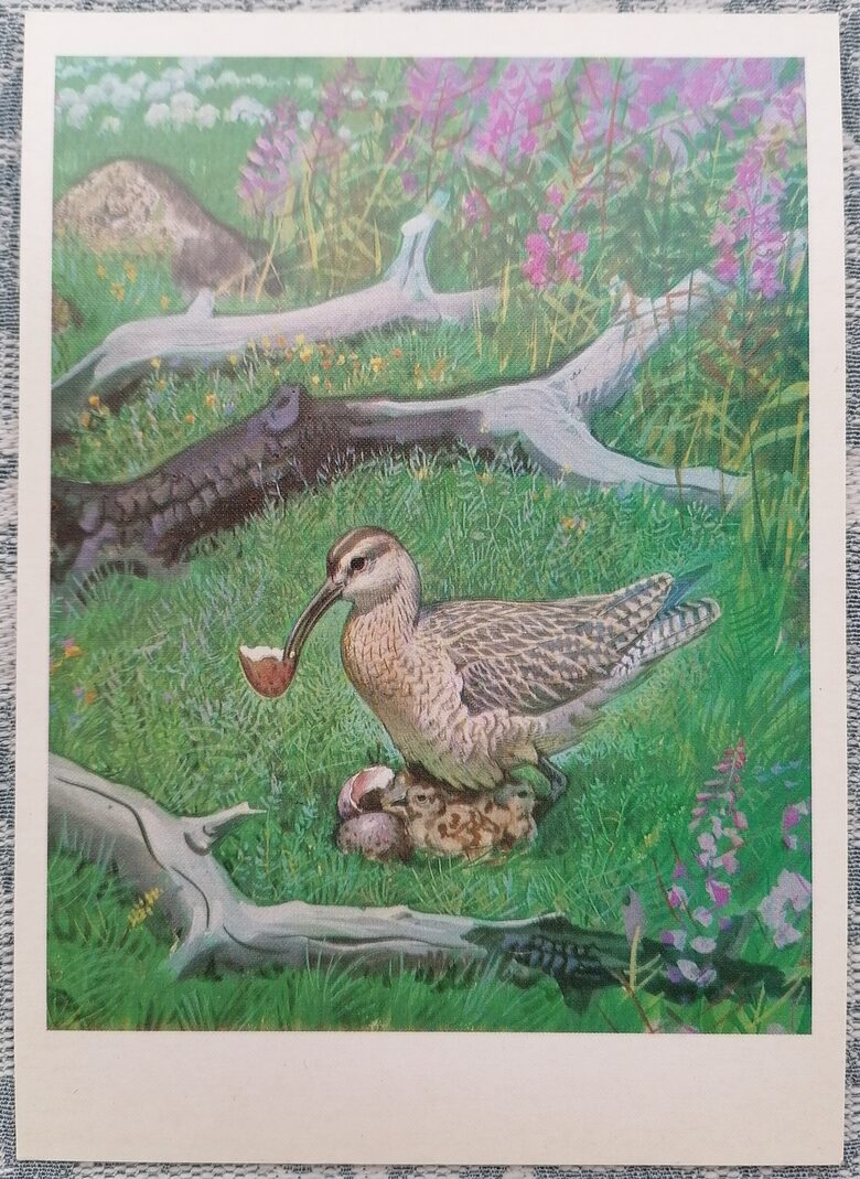 Little Curlew 1984 Red Book of the USSR 10.5x15 cm postcard  