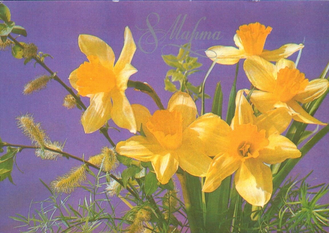 «8 марта» 1985 поздравительная открытка СССР Жёлтые нарциссы 15x10,5 см