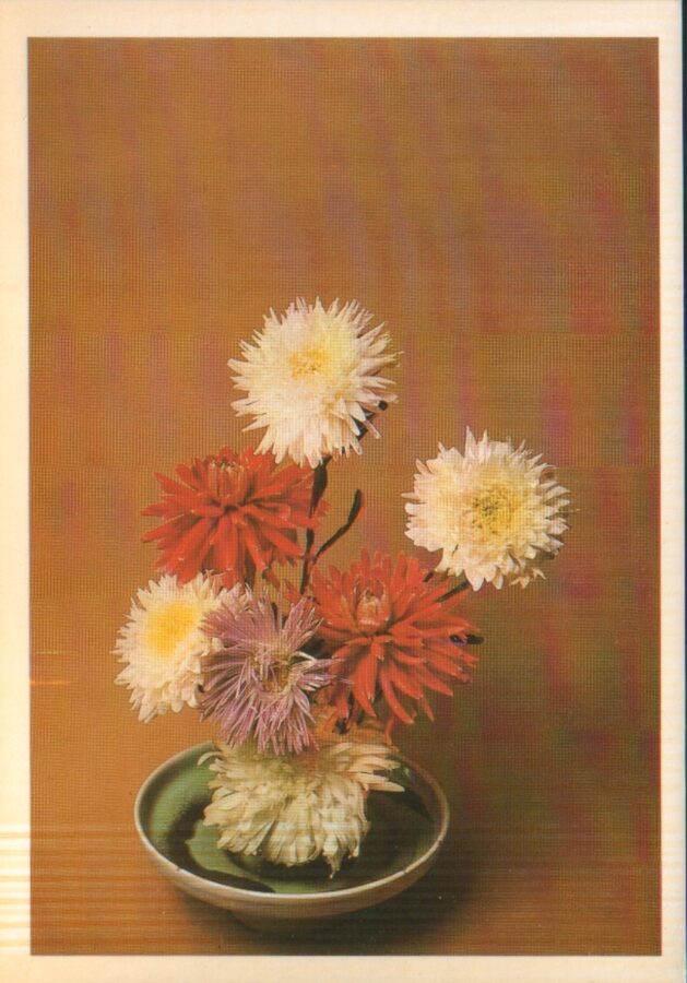 Apsveikuma pastkarte "Ziedi" Baltas un sarkanas dālijas 1983. gada "Planeta" 10,5x15 cm