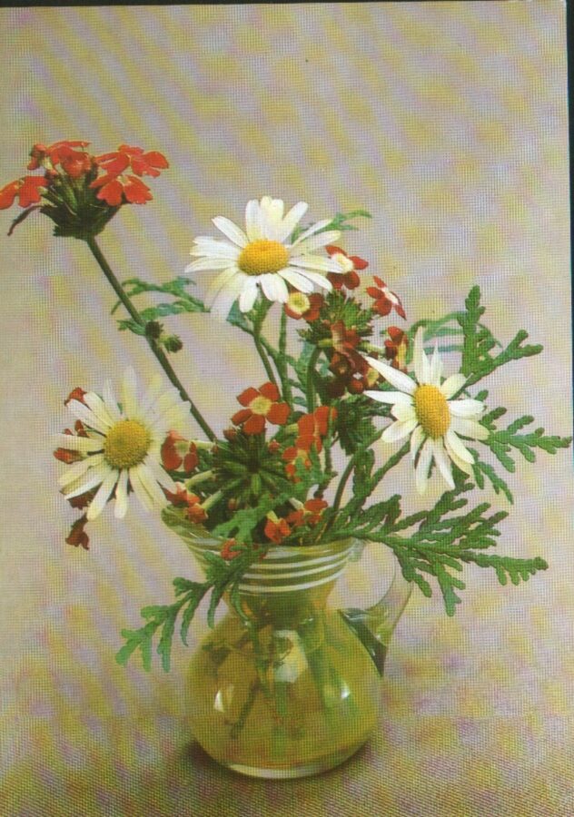 Apsveikuma pastkarte "Ziedi" Pusķis ar kumelītēm 1983. gada "Planeta" 10,5x15 cm