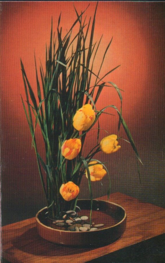 Apsveikuma pastkarte "Ziedi" Dzeltenās tulpes 1982/1983. gada "Planeta" 9x14 cm