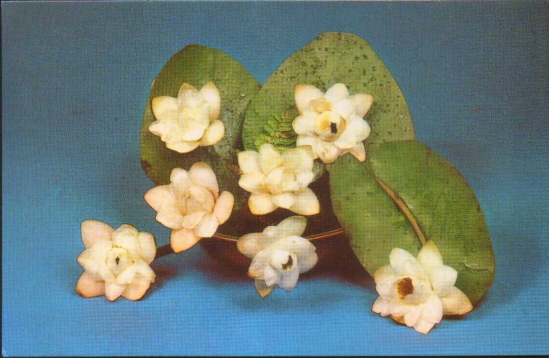Apsveikuma pastkarte "Ziedi" Baltās ūdensrozes 1983. gada "Planeta" 14x9 cm
