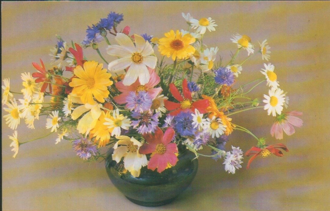 Apsveikuma pastkarte "Ziedi" Pusķis ar kumelītēm un rudzupuķēm 1983. gada "Planeta" 14x9 cm
