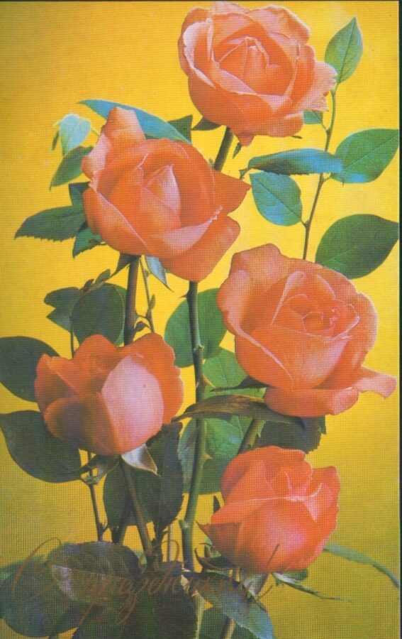 Apsveikuma pastkarte "Ziedi" Pusķis ar sarkanam rozēm 1982. gada "Planeta" 14x9 cm