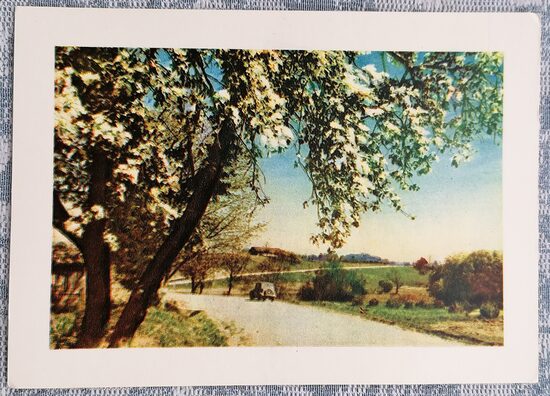 Kandava-Sabile Road 1959 flowering tree 15x10.5 cm postcard Latvia  