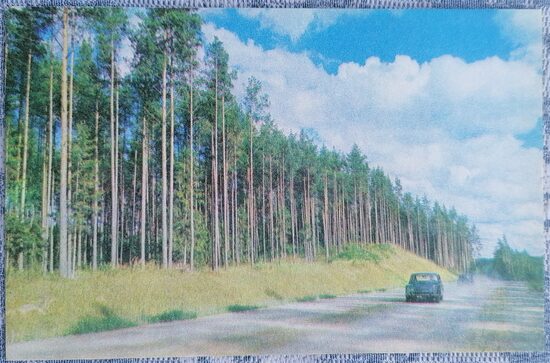 Pine forest 1976 Gauja National Park 14x9 cm Latvian postcard  