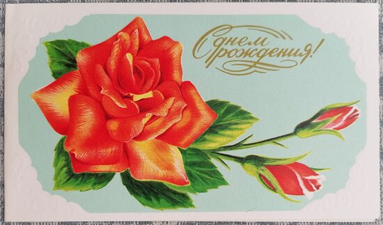 Большая красная роза 1988 открытка СССР 15,5x9 см  
