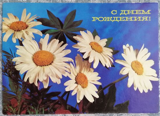 Ромашки на синем фоне 1989 открытка СССР 15x10,5 см   