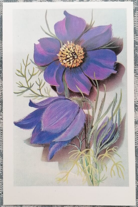 Violeti ziedi 1989 PSRS pastkarte 9x14 cm  