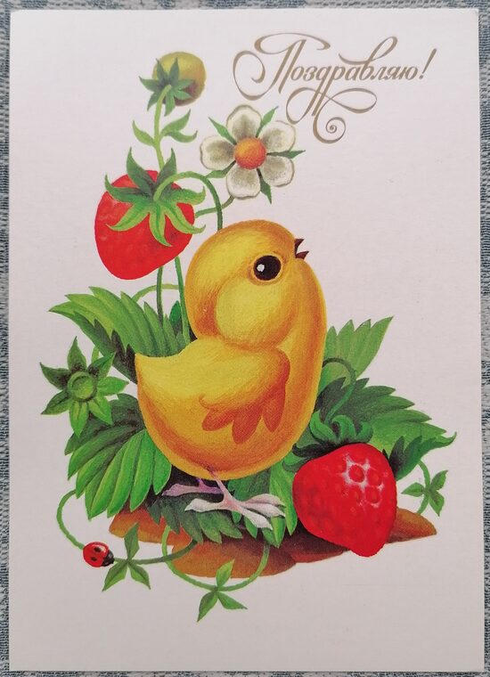 Vistas cālis blakus zemeņu krūmam 1990 PSRS pastkarte 10,5x15 cm  