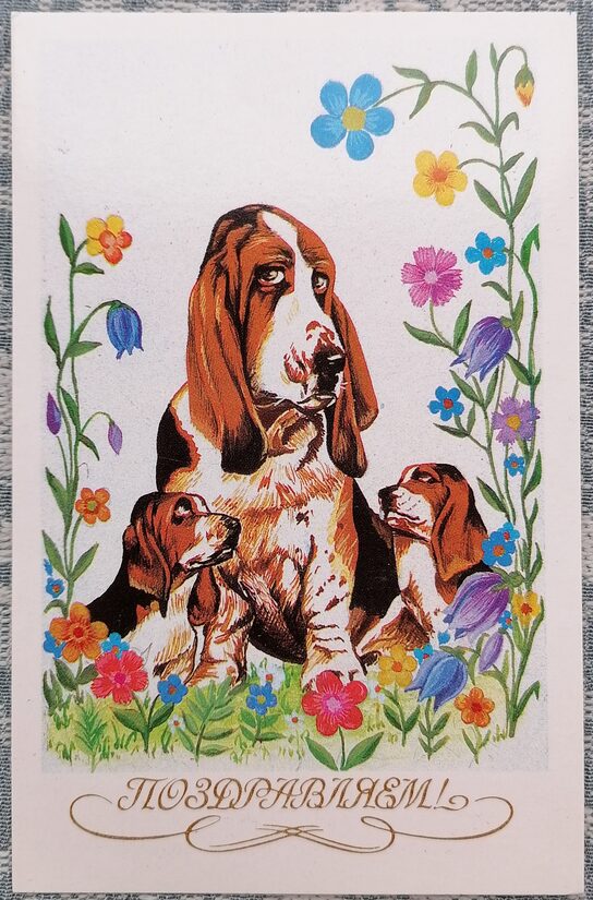 Suns ar kucēniem 1990 pastkarte PSRS 9x14 cm  