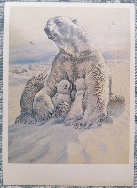Polar bear 1984 Red Book of the USSR 10.5x15 cm postcard  