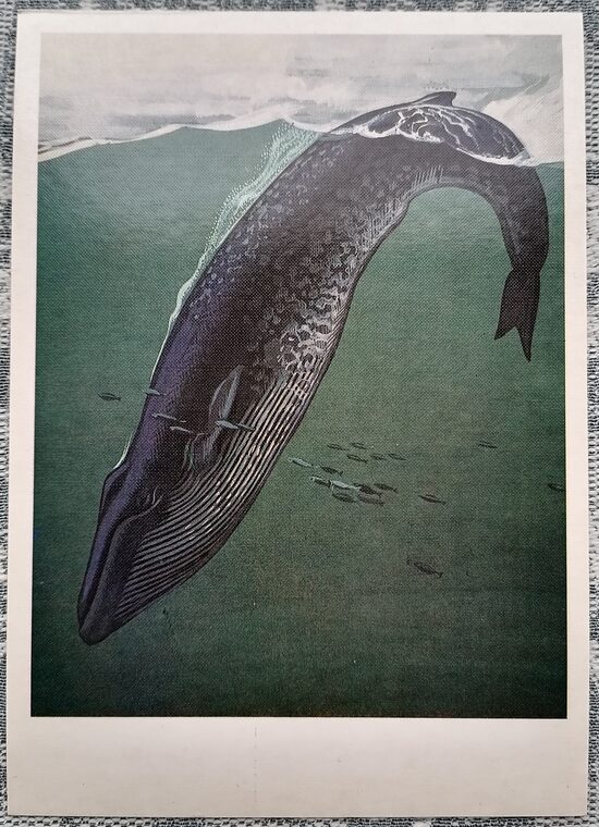 Blue whale 1984 Red Book of the USSR 10.5x15 cm postcard  