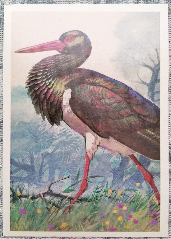 Black Stork 1984 Red Book of the USSR 10.5x15 cm postcard  