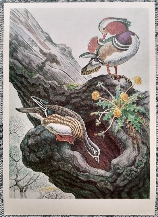 Mandarin duck 1984 Red Book of the USSR 10.5x15 cm postcard   