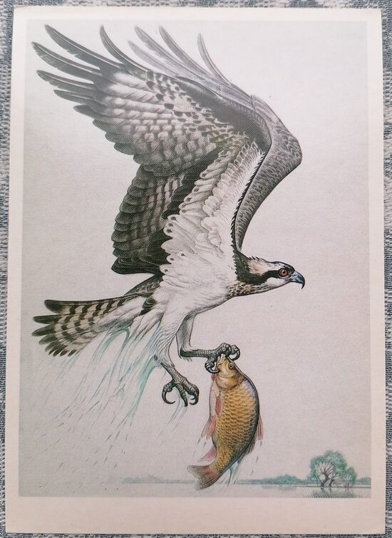 Osprey 1984 Red Book of the USSR 10.5x15 cm postcard  